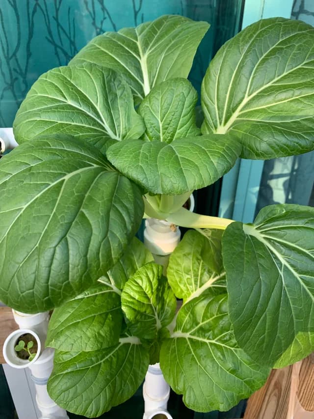 NFT hydroponic system with healthy greens