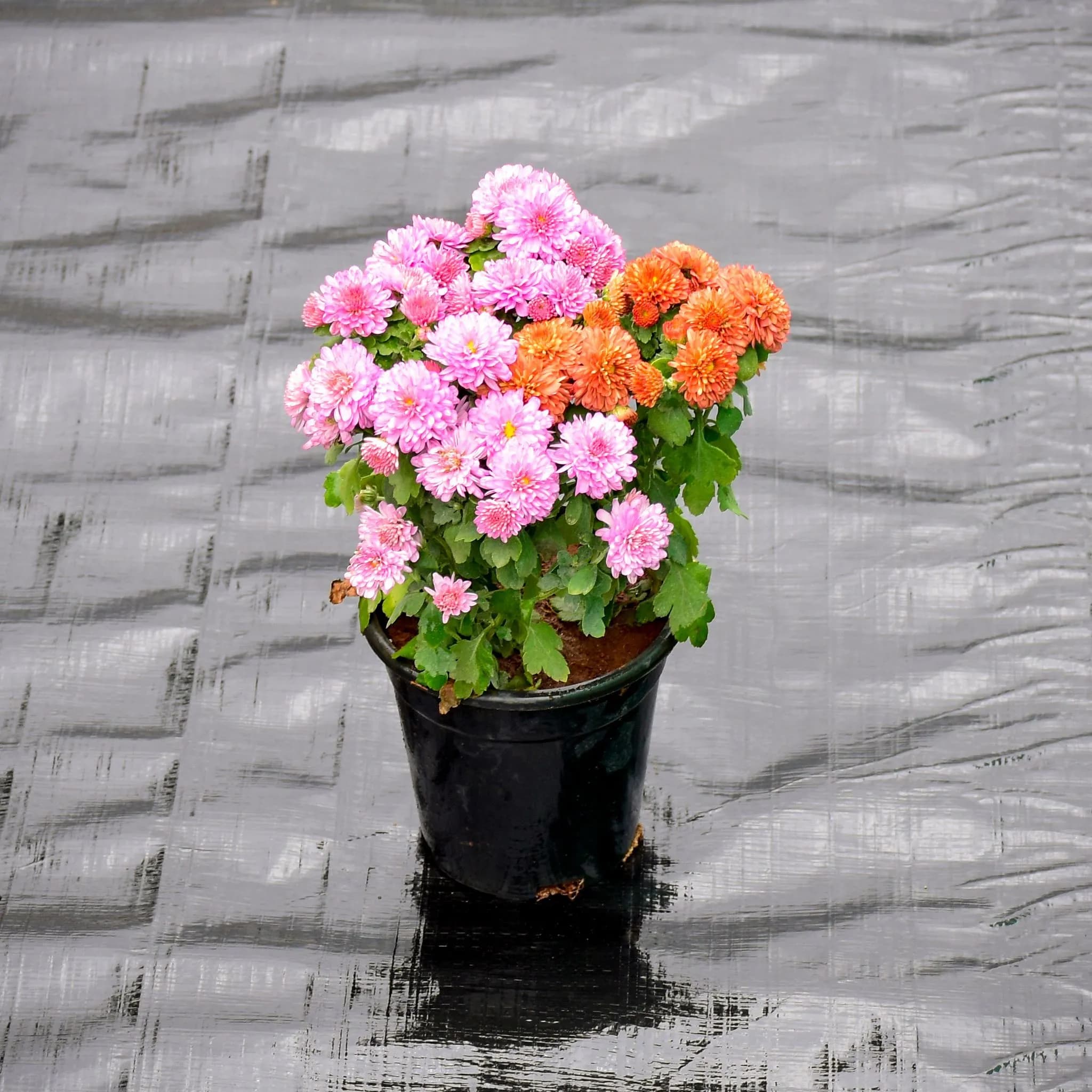 Nursery pots and containers for hydroponic growers